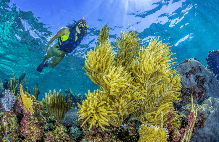 Snorkel Native en Puerto Morelos